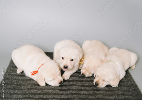 cute cuddly labrador puppies in a bow ties sleeping in the photo studio