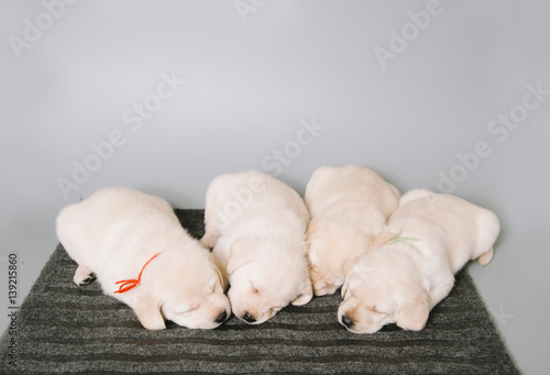 cute cuddly labrador puppies in a bow ties sleeping in the photo studio