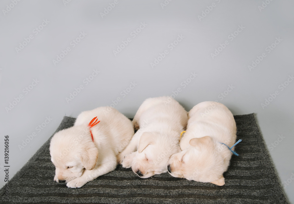 cute cuddly puppies in a bow ties fell asleep in the photo studio cute cuddly puppies in a bow ties fell asleep in the photo studio