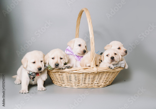 cute cuddly puppies wearing a bow ties, sitting in the basket 