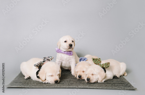 cute cuddly puppies in a bow ties fell asleep in the photo studio