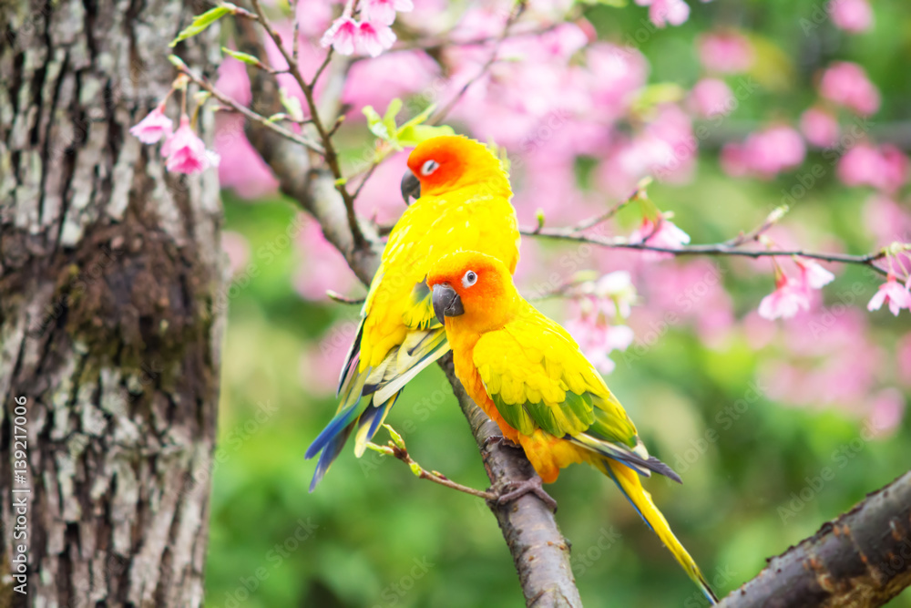 Yellow Macaw bird on the pink sakura tree a spring season background Yellow Macaw bird on the pink sakura tree a spring season background