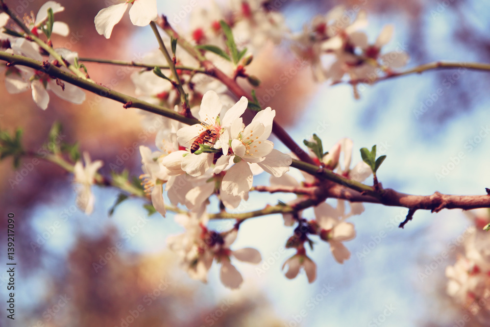 background of spring white cherry blossoms tree background of spring white cherry blossoms tree