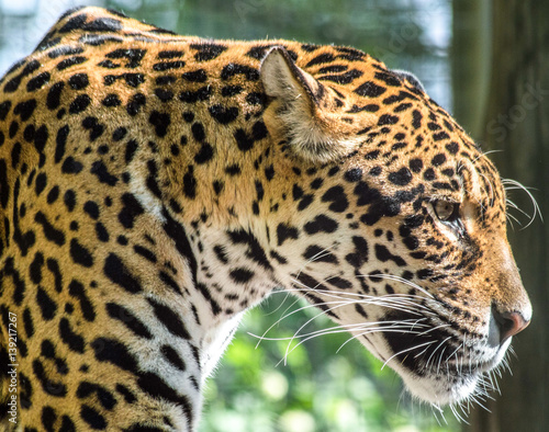 A beautiful profile picture from a jaguar. The light comes into his face and contouring it.