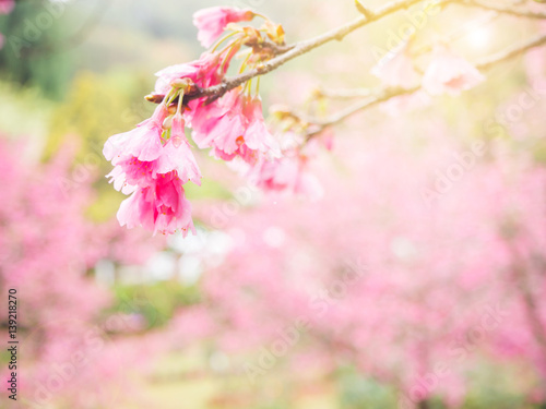 Abstract blur and soft sweet pink cherry blossom background
