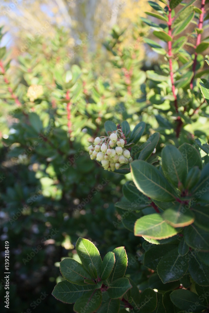 Obraz premium bush with white berries