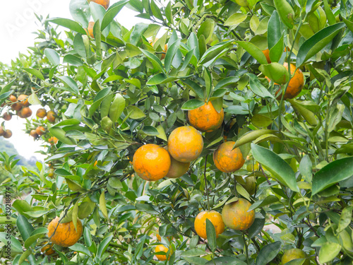 Fresh fruit oranges tree in Chiangmai, Thailand