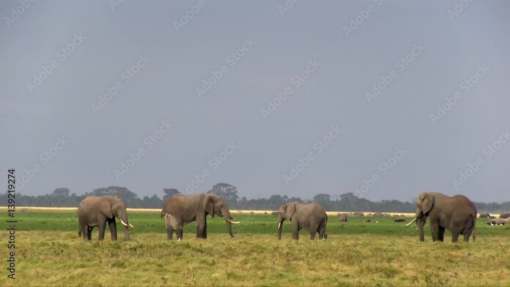 African bush elephant (Loxodonta africana) with cattle egret (Bubulcus ibis). Kenya. African bush elephant (Loxodonta africana) with cattle egret (Bubulcus ibis). Kenya.