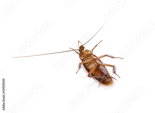 Cockroach isolated on a white background © watkung
