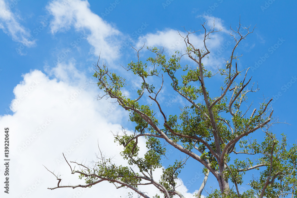 Tree branches against a puffy clouds and blue sky background Tree branches against a puffy clouds and blue sky background