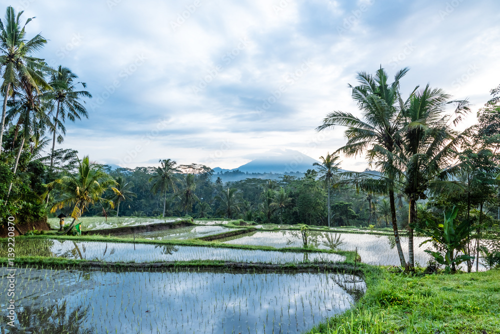 Balinese rice field early morning with sun rise over fogs and palm tree create layer in front of Mount Agung