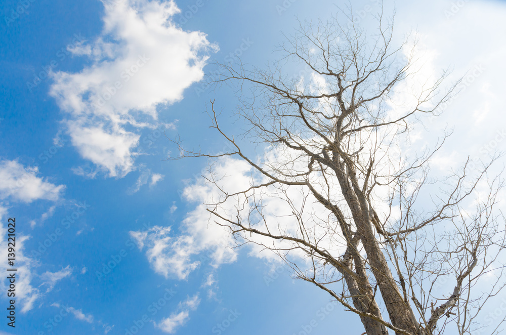 The tree branches against blue sky with clouds The tree branches against blue sky with clouds