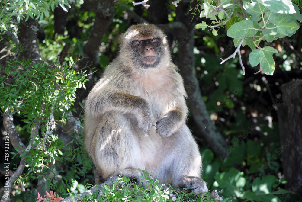 Monkey in Gibraltar in the natural environment