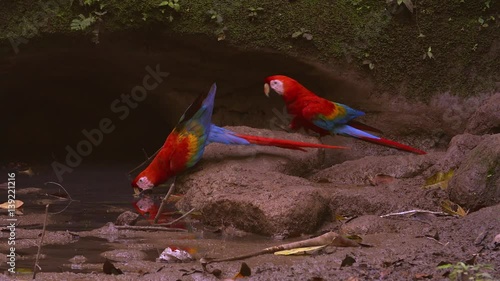 Scarlet Macaws  - Amazon