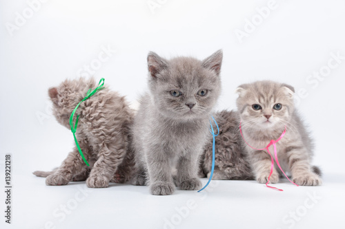little kittens mixed breed on a white background.