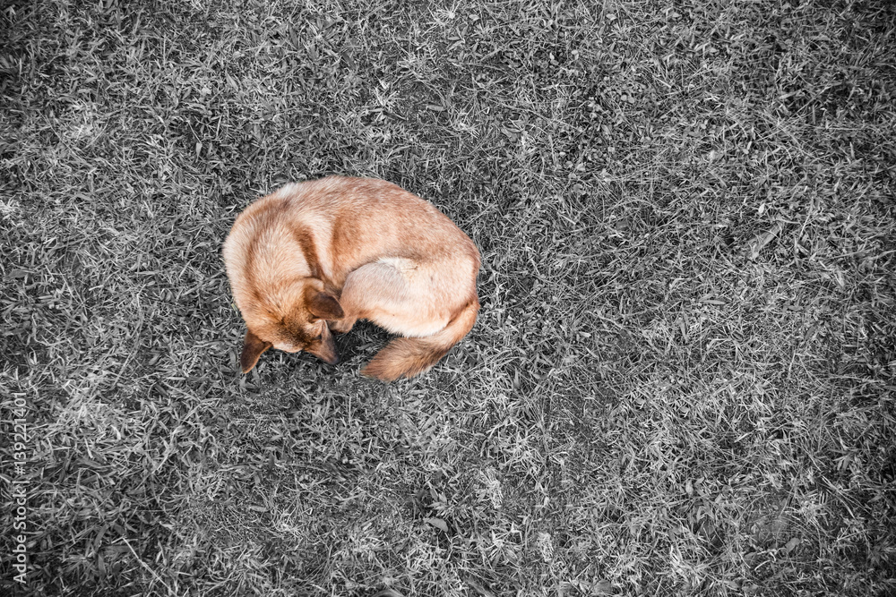the dog sleeping on the grass ,Selective color technique the dog sleeping on the grass ,Selective color technique