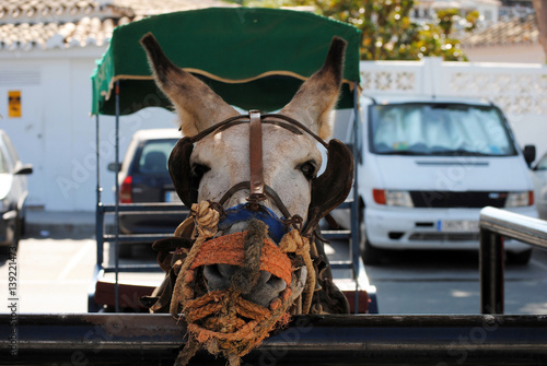Donkey in Mijas. Andalusia, Spain.