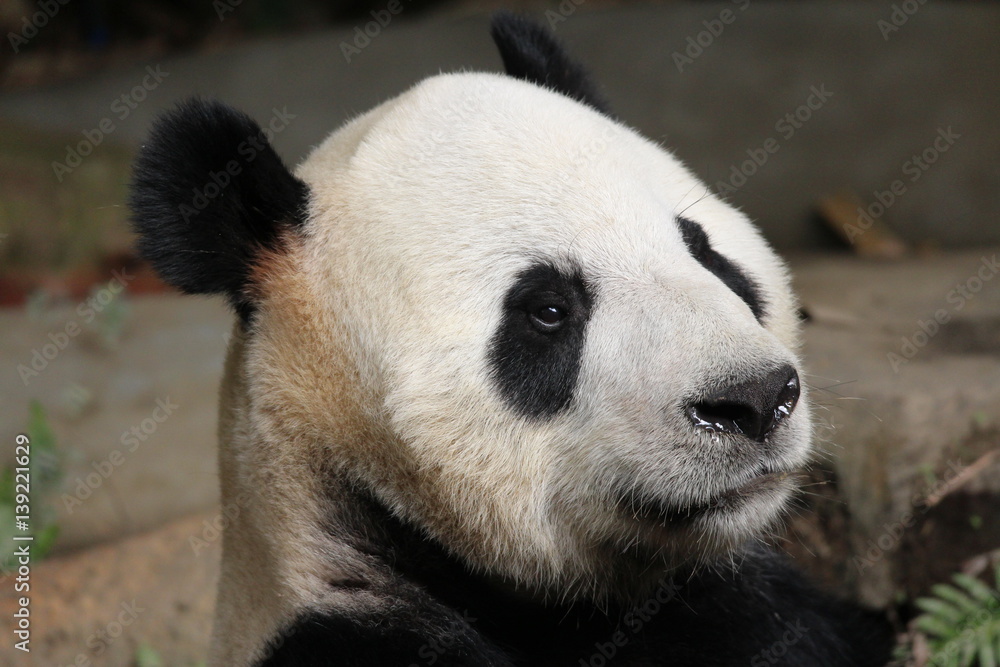 Fototapeta premium Panda in Chimelong Safari,Guangzhou, China