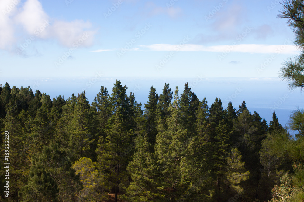 Beautiful panorama of pine forest with sunny summer day. Coniferous trees. Sustainable ecosystem. Tenerife, Teide volcano, Canary islands, Spain Beautiful panorama of pine forest with sunny summer day. Coniferous trees. Sustainable ecosystem. Tenerife, Teide volcano, Canary islands, Spain