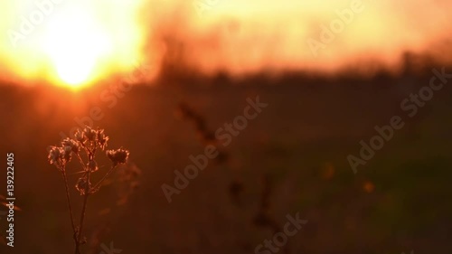 Beautiful nature scene with blooming flowers in sun flare. Slow Motion.
