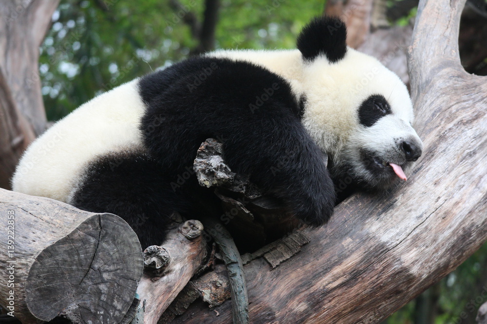 Panda cub in Chimelong Safari, Guangzhou, China Panda cub in Chimelong Safari, Guangzhou, China