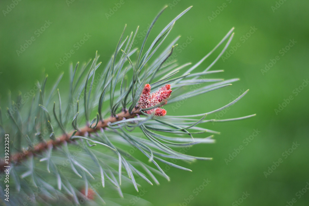 tree branches forest. Pine branches. Pine branches. Pine branches tree branches forest. Pine branches. Pine branches. Pine branches