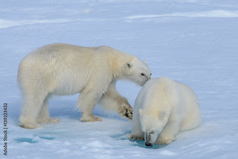 Naklejka Two polar bear cubs playing together on the ice