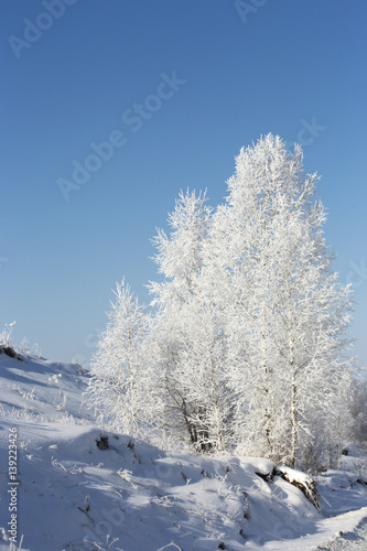 Birch covered with hoarfrost in frosty winter morning