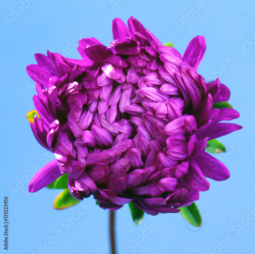 Lush fresh purple flower aster on blue background