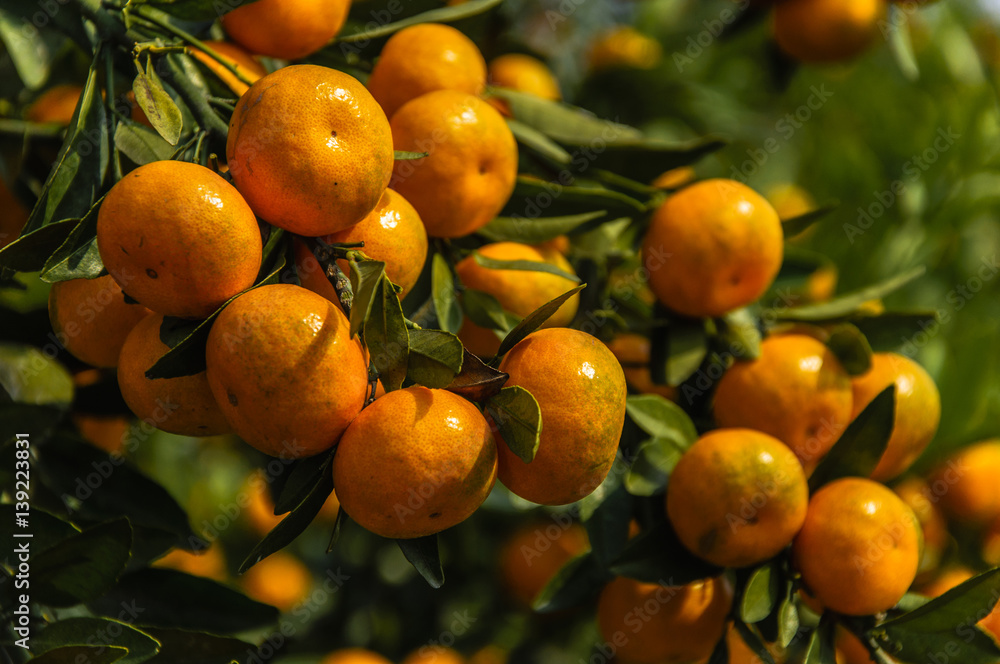 Orange fruit closeup in autumn 