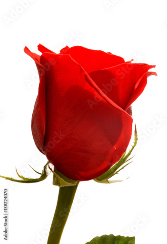 red isolated rose 