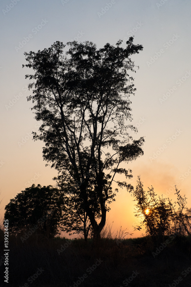 Silhouette tree at evening sunset background