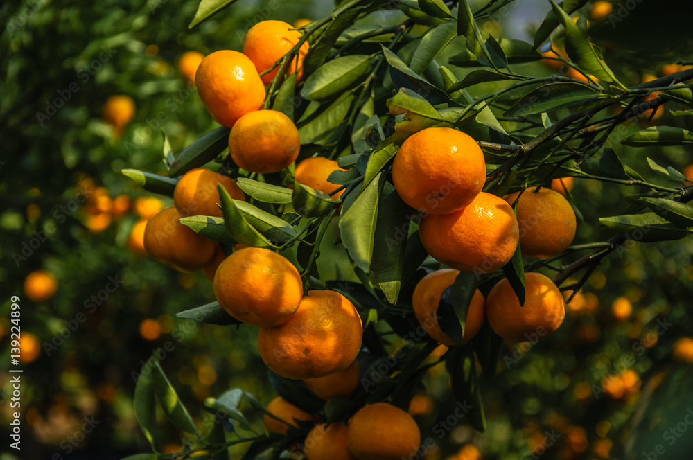 Orange fruit closeup in autumn 