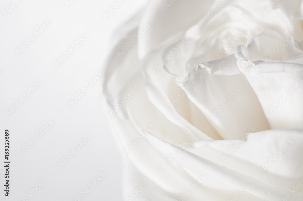 rose flowers close up on background. . rose flowers close up on background. .