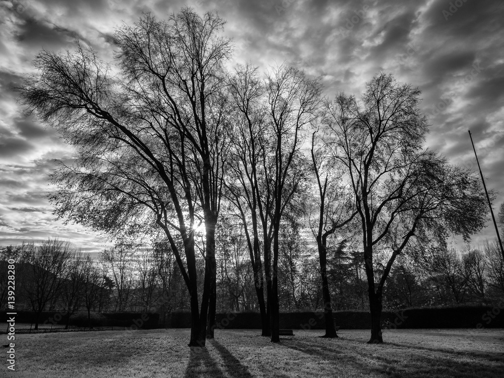 Naklejka premium Looking up to the sky through trees.