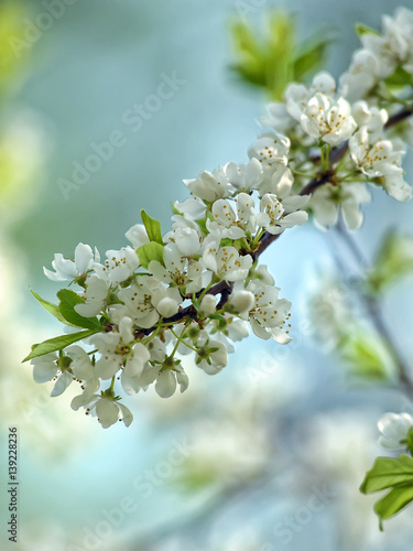 Blossoming tree photo