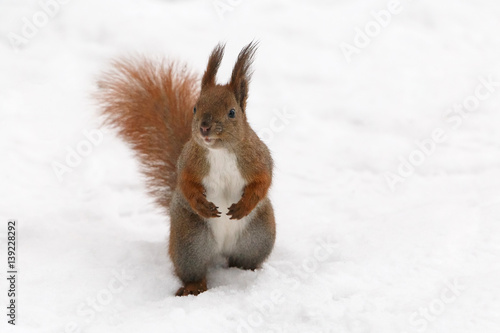 close up of squirrel sitting on snow © romantiche