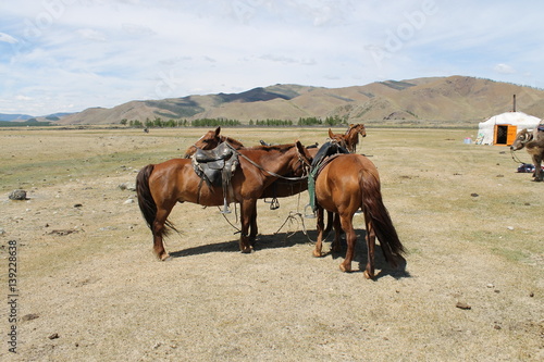 Fototapeta Naklejka Na Ścianę i Meble -  Saddled Mongolian Horses