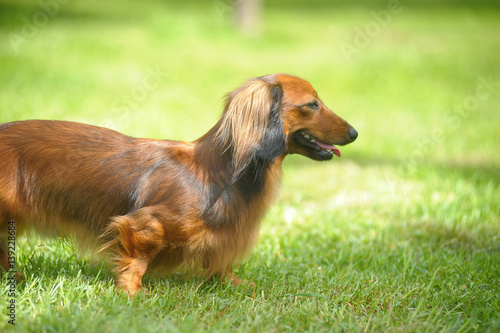 Dachshund