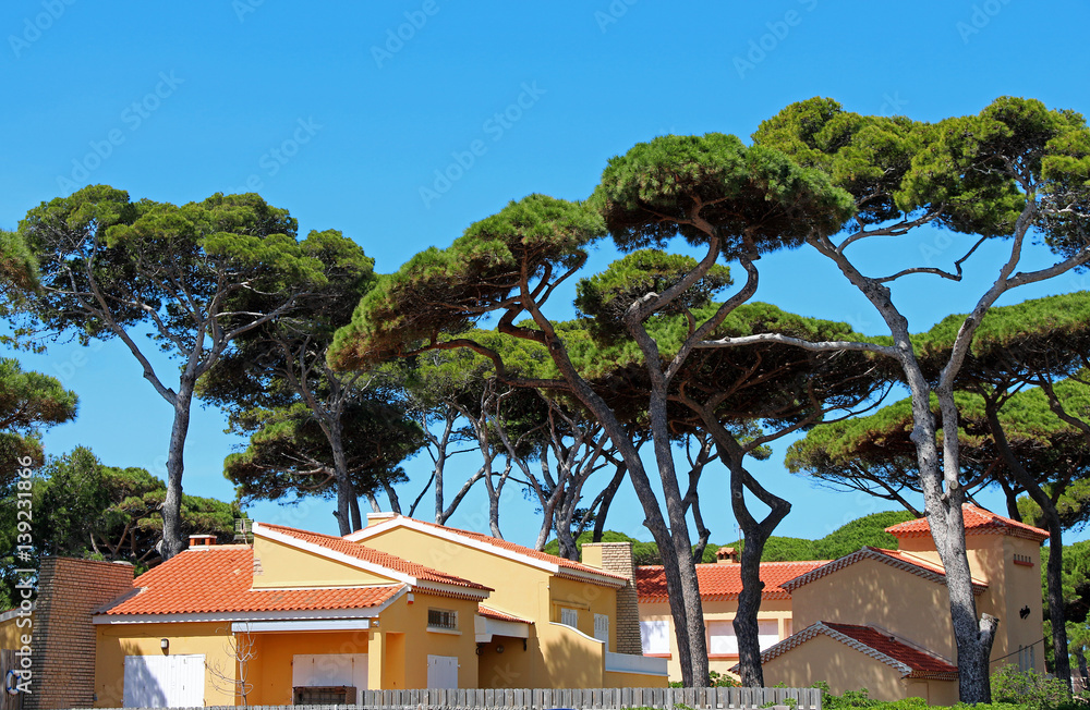 houses amid the pines - Hyères - France