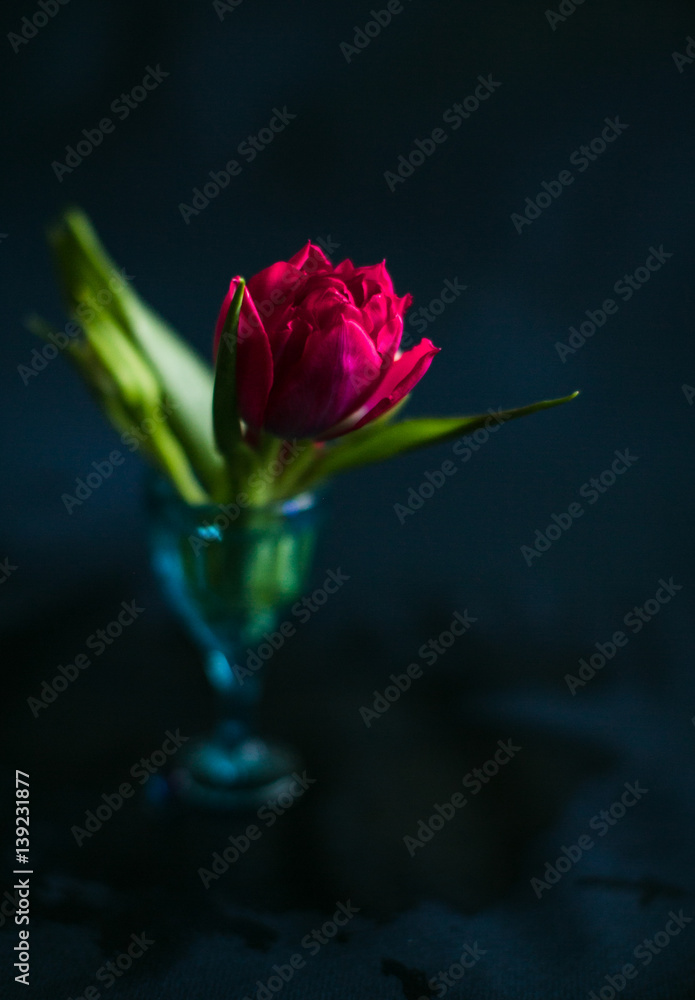 Blurred picture of lonely tulip standing on dark cloth