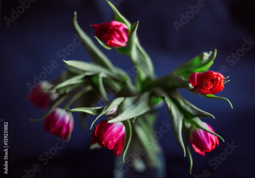 Gorgeous red tulips stand in glass vase on blue background