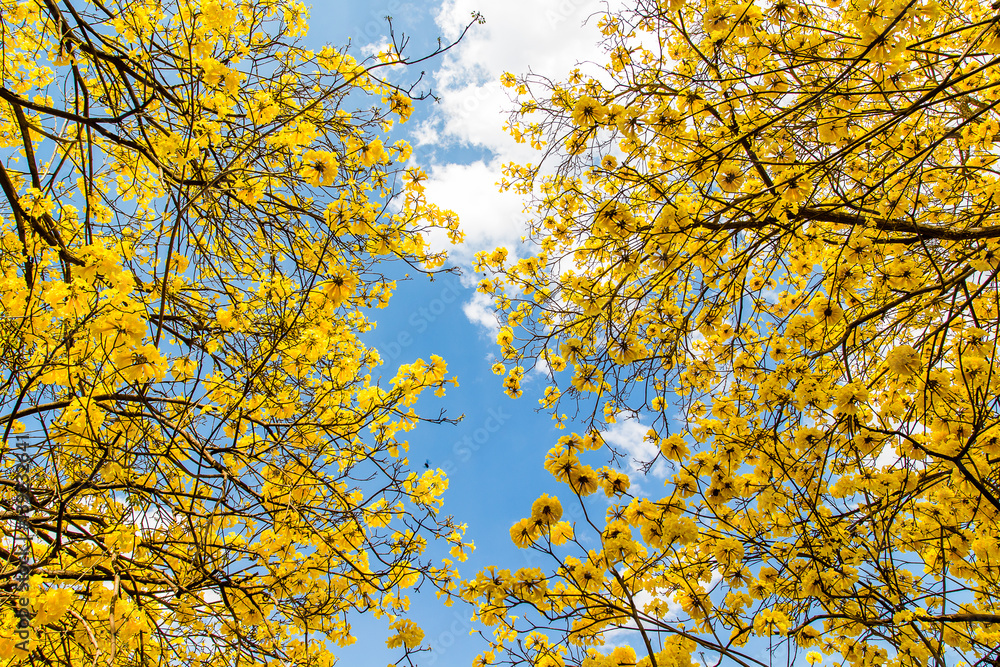 yellow flowers bloom yellow flowers bloom