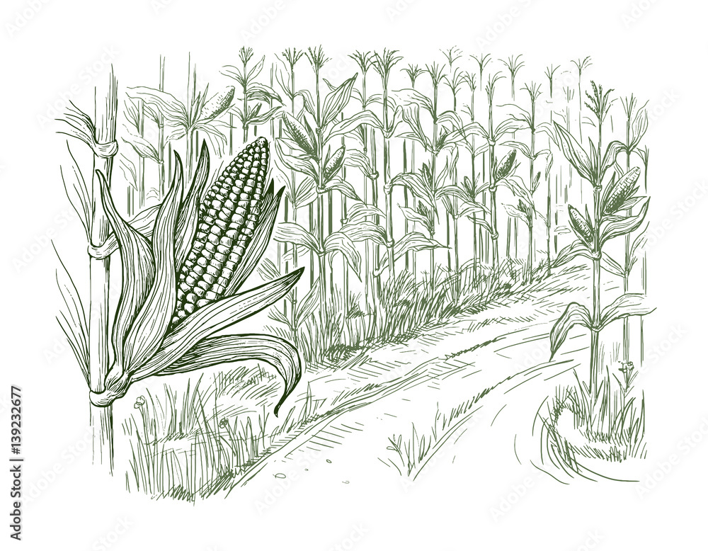 Obraz premium Hand drawn vector illustration sketch cornfield with a road between fields