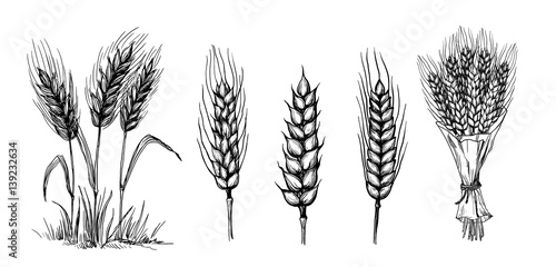 collection set of wheat ears hand drawings vector illustration sketch