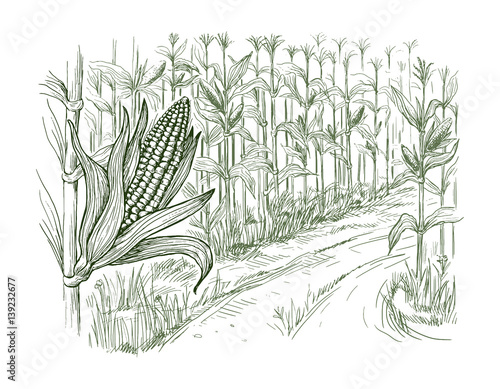 Hand drawn vector illustration sketch cornfield with a road between fields