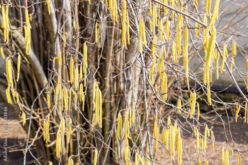 Fototapeta premium Flowering hazel hazelnut. Hazel catkins on branches.