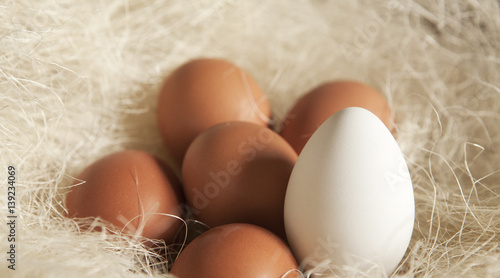 œufs blanc 
