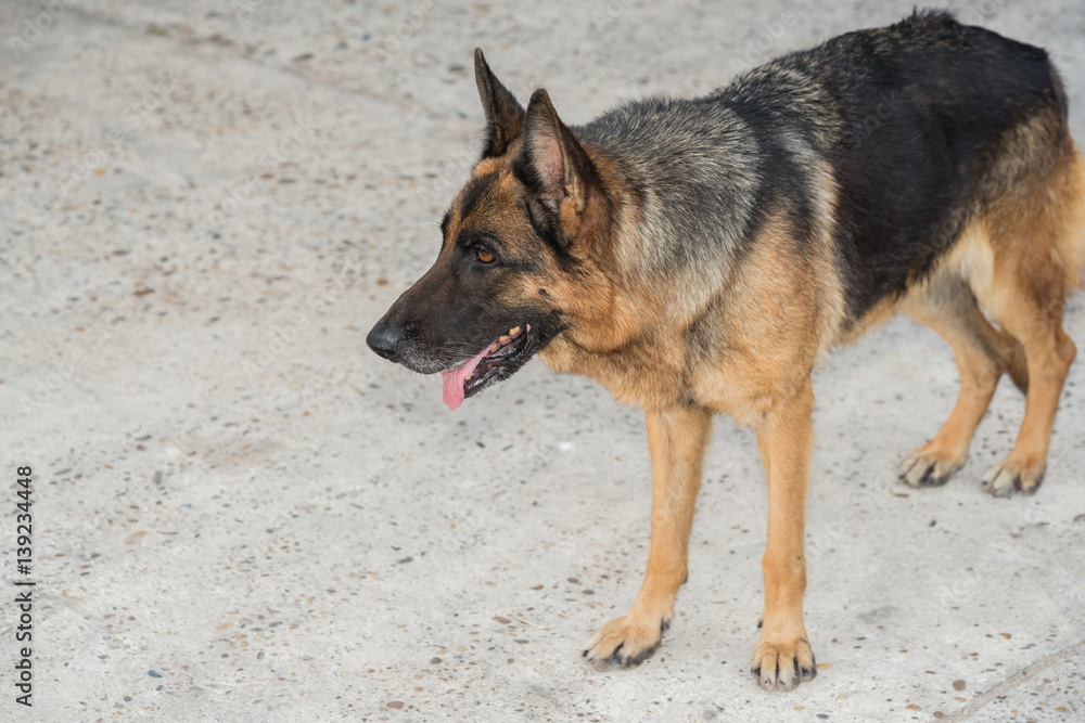 German shepherd dog portrait on concrete floor background.
Alsatian dog look at for someting German shepherd dog portrait on concrete floor background.
Alsatian dog look at for someting