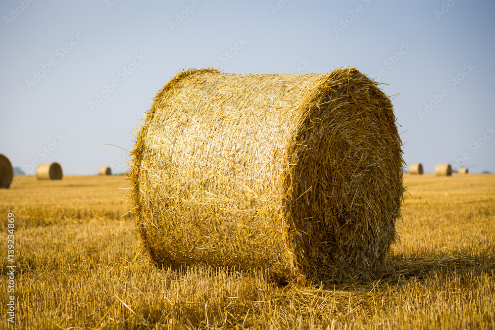 Rolls of haystacks on the field. Summer farm scenery with haystack on the Background of beautiful sunset. Agriculture Concept.Harvest concept